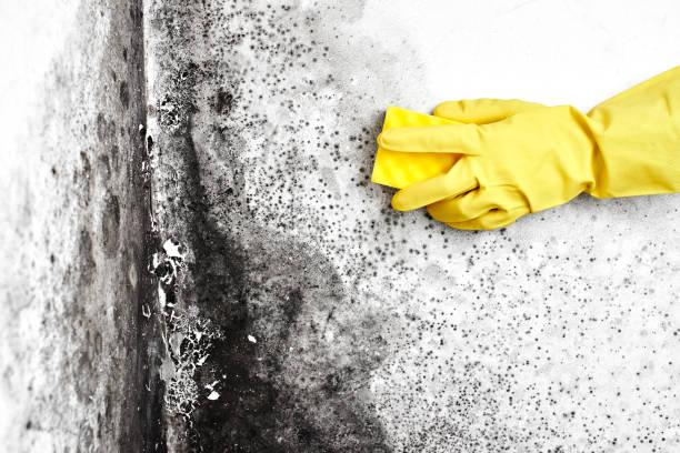 Best Certified Mold Removal  in Little Round Lake, WI