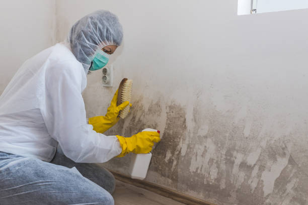 Best Black Mold Removal  in Little Round Lake, WI