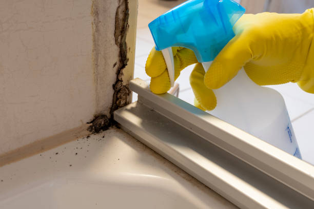 Best Office Mold Removal Services  in Little Round Lake, WI