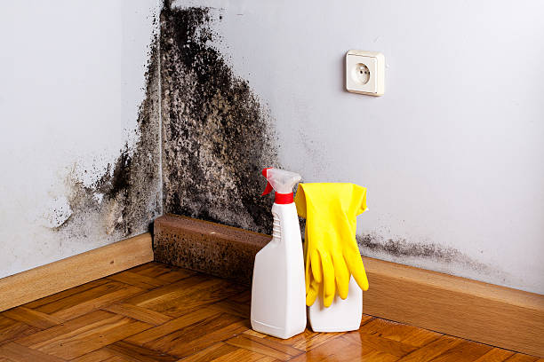 Best Toxic Mold Removal  in Little Round Lake, WI