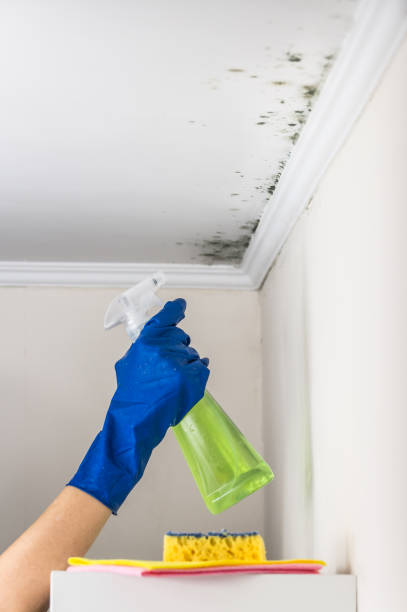 Best Mold Cleaning Services  in Little Round Lake, WI