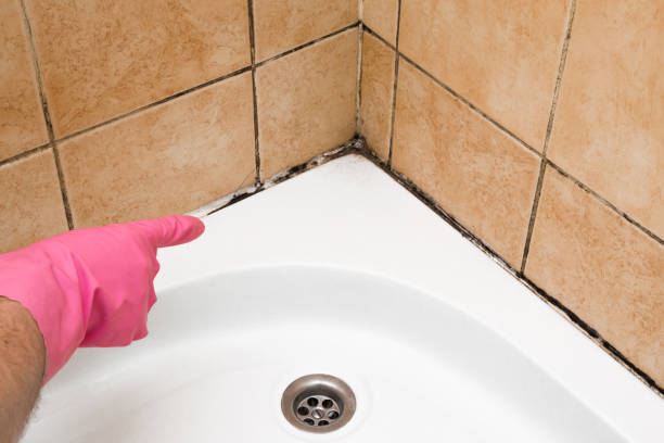 Professional Mold Removal in Little Round Lake, WI